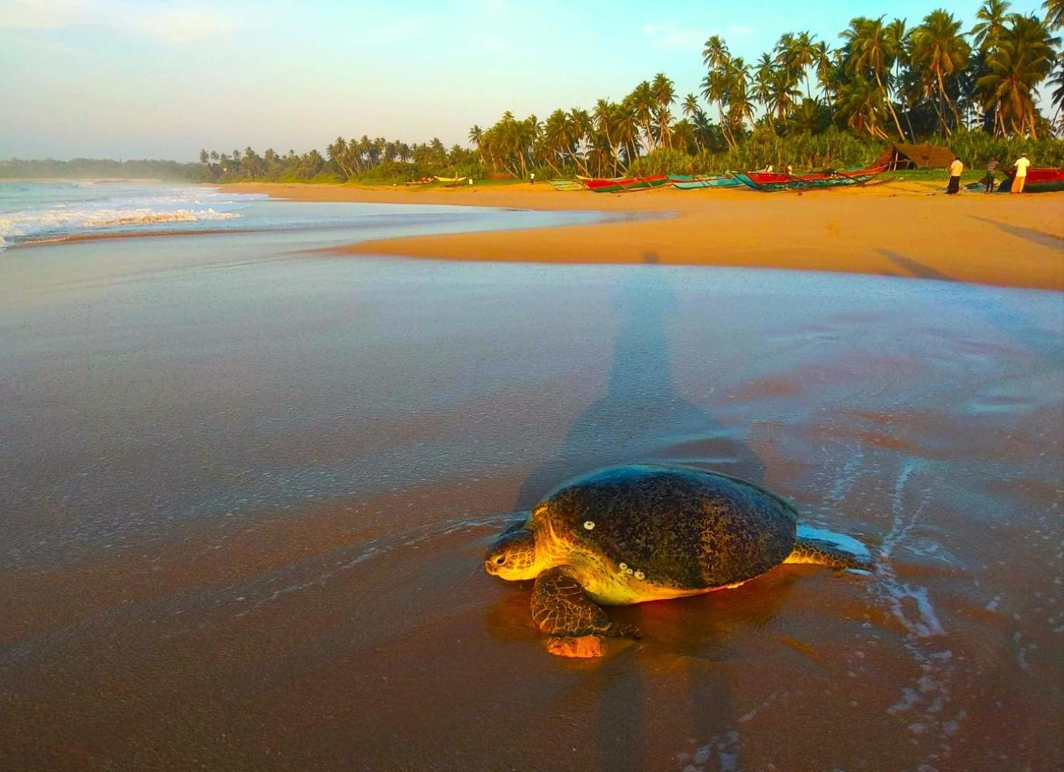 Sleeping Elephant Beach Resort تانجالي المظهر الخارجي الصورة